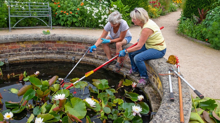 Volunteers pruning water lily in the Watering Pond in the Walled Garden at Wimpole Estate, Cambridgeshire